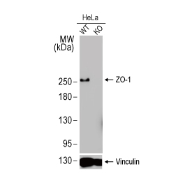 ZO-1 antibody [HL1133] (GTX636399)